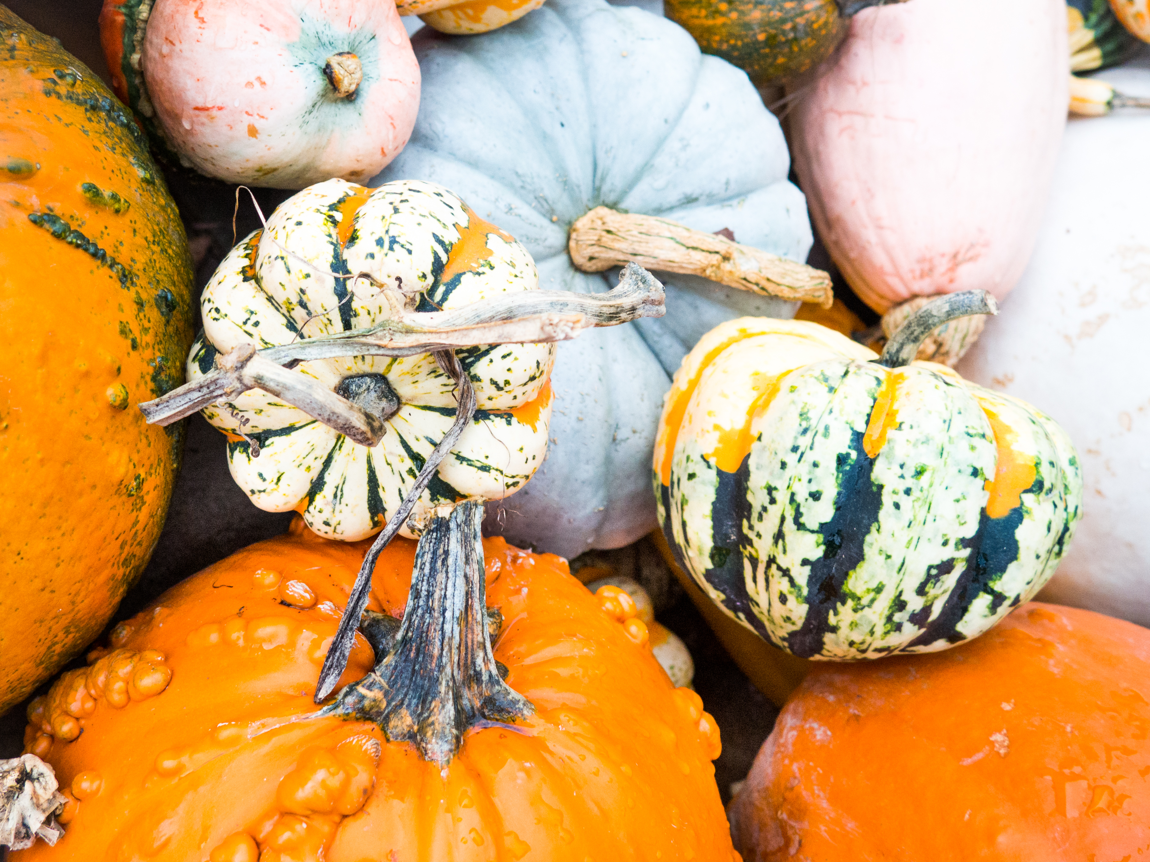 The Best Fall Cookie You’ll Ever Eat